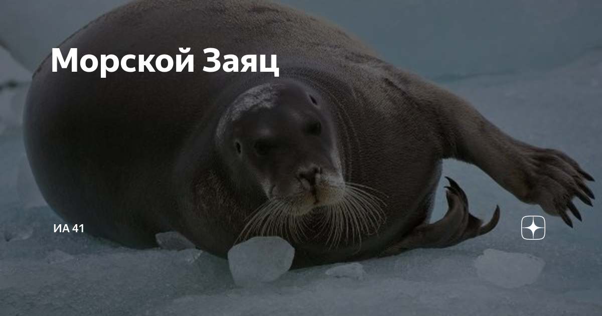 Морской заяц Walrus, Photo
