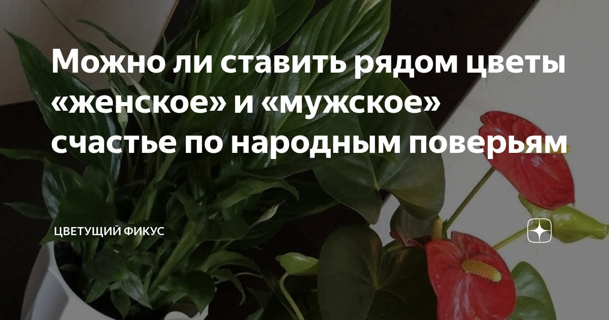 Антуриум и спатифиллум — можно ли выращивать в одном горшке? Рекомендации по уходу