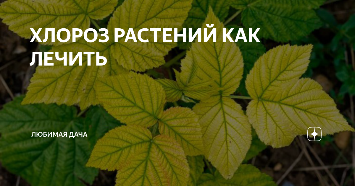 Хлороз растений. Средство от хлороза у растений. Хоста хлороз. Хлороз растений причины и лечение