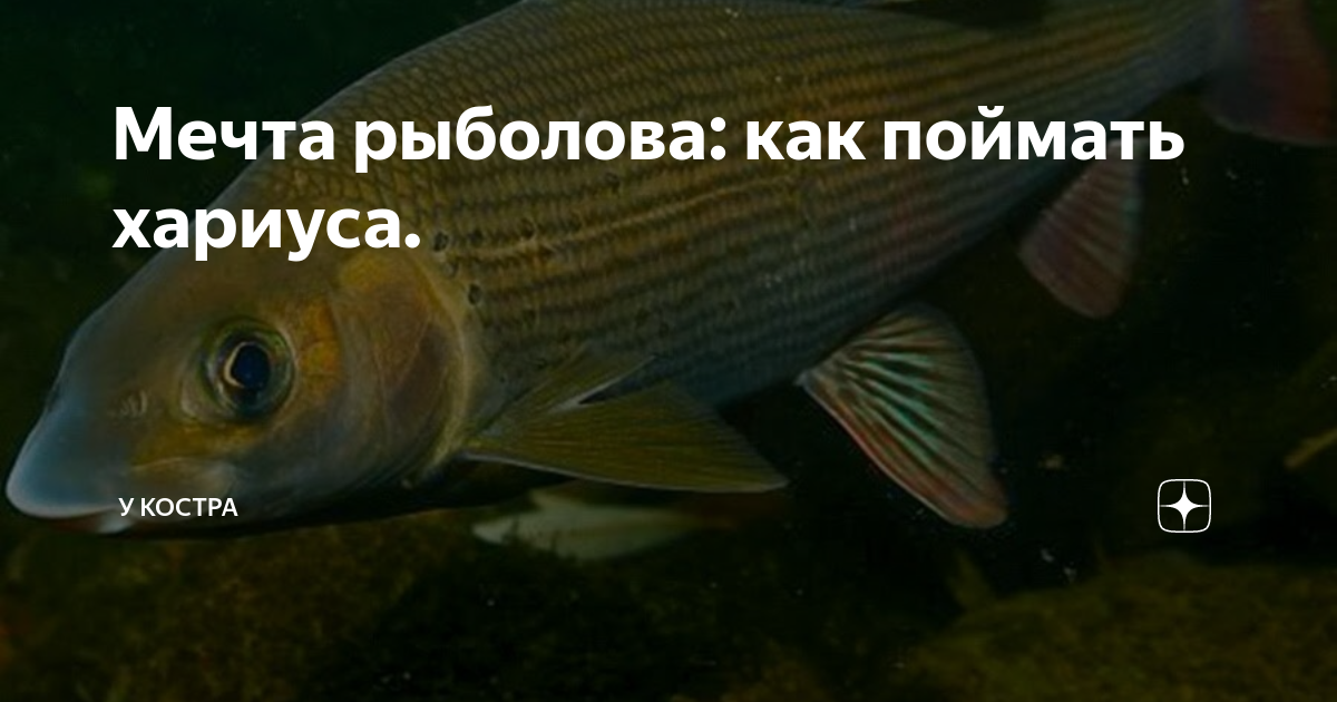 Мечта рыболова: как поймать хариуса. | У Софи | Дзен