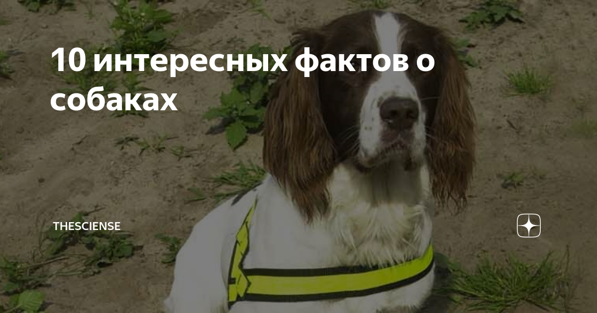 Интересные факты о поведении и обучаемости собак