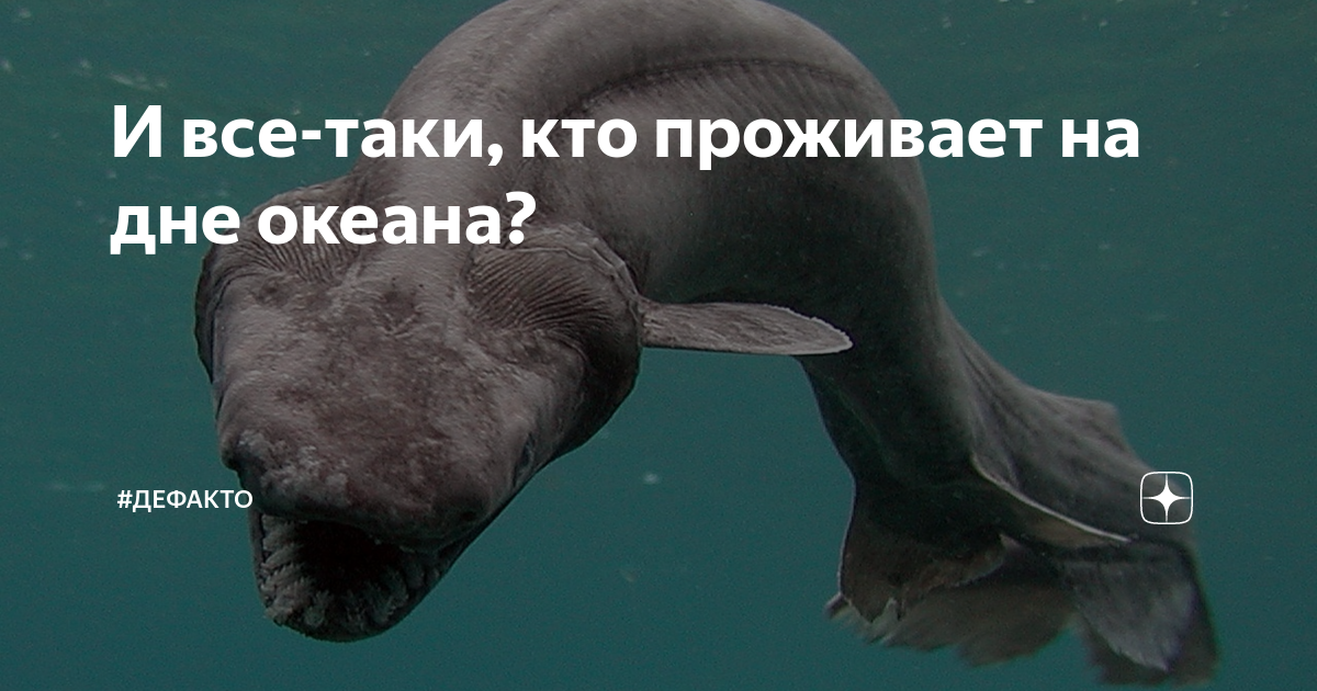 что обитает на дне тихого океана