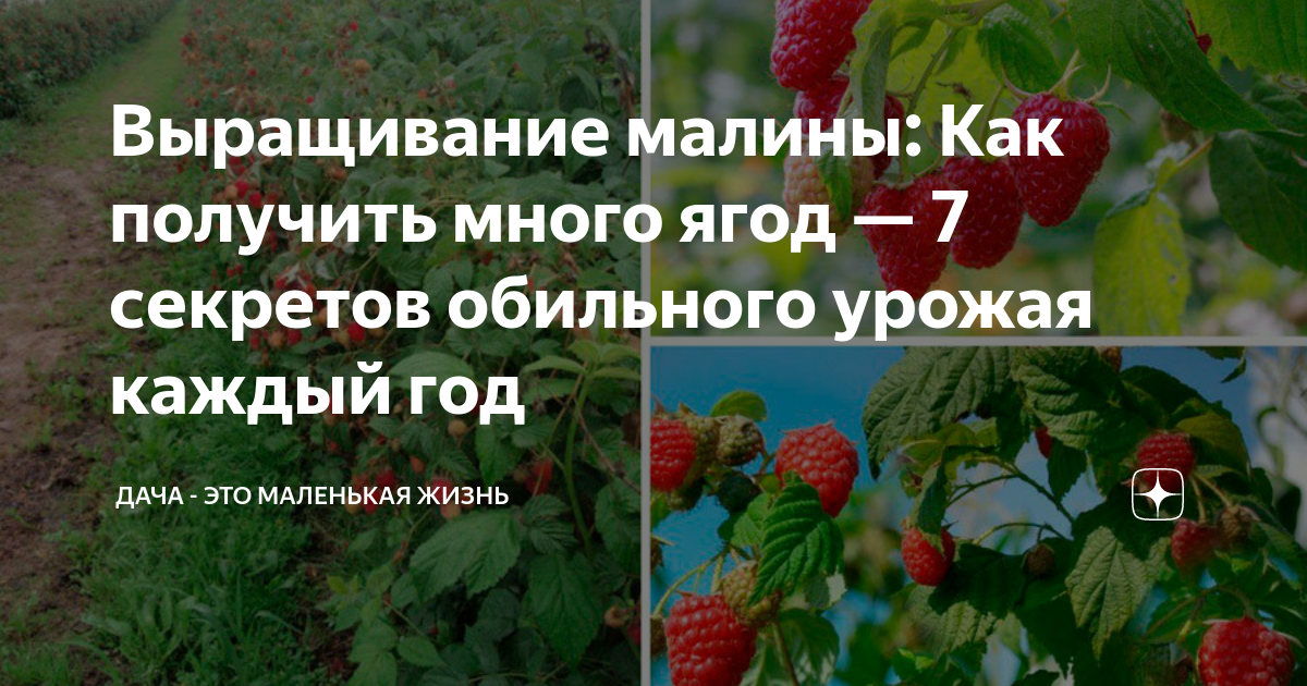 Как вырастить крупную малину: 7 секретов садоводства