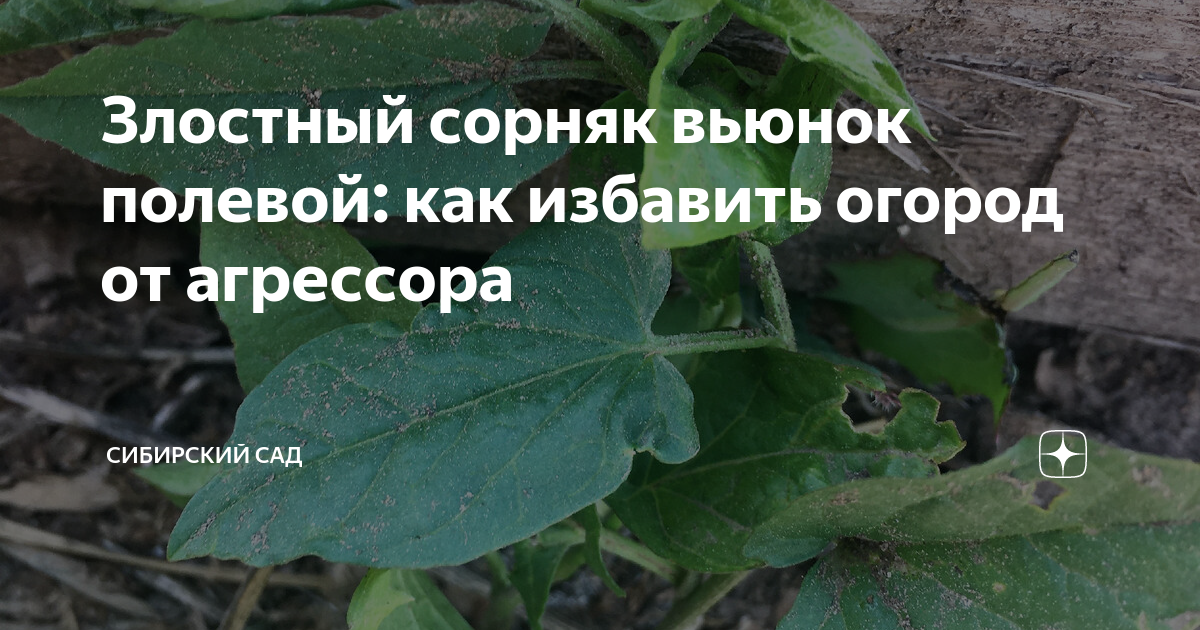 Избавиться от вьюнка навсегда. Злостные сорняки. Вьюнок полевой как избавиться на огороде. Вьюн сорняк на огороде борьба с ними. Растение Березка злостный сорняк.