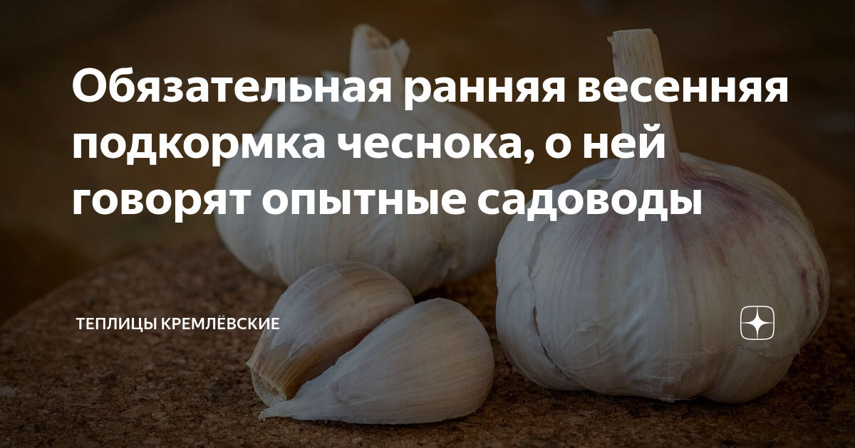 весенняя подкормка чеснока. удобрение для озимого чеснока. полив чеснока золой. весенняя подкормка чеснока. лук-порей полив.