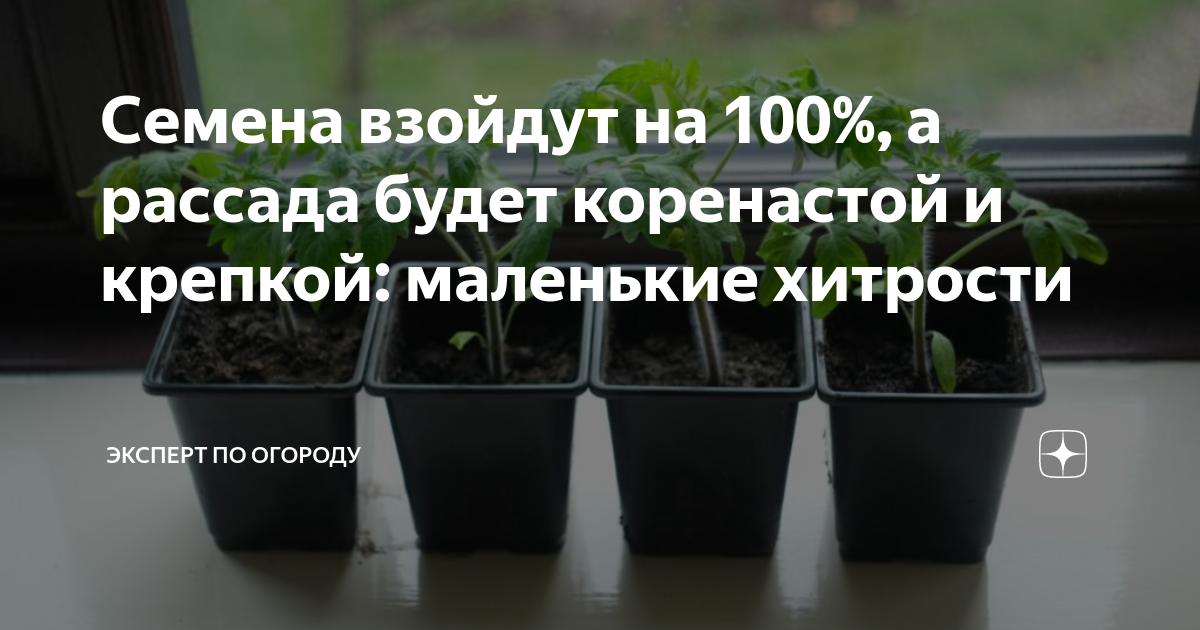 Семена взойдут на 100%, а рассада будет коренастой и крепкой: маленькие ...
