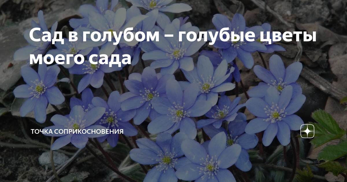 Сад в голубом – голубые цветы моего сада | Точка соприкосновения | Дзен