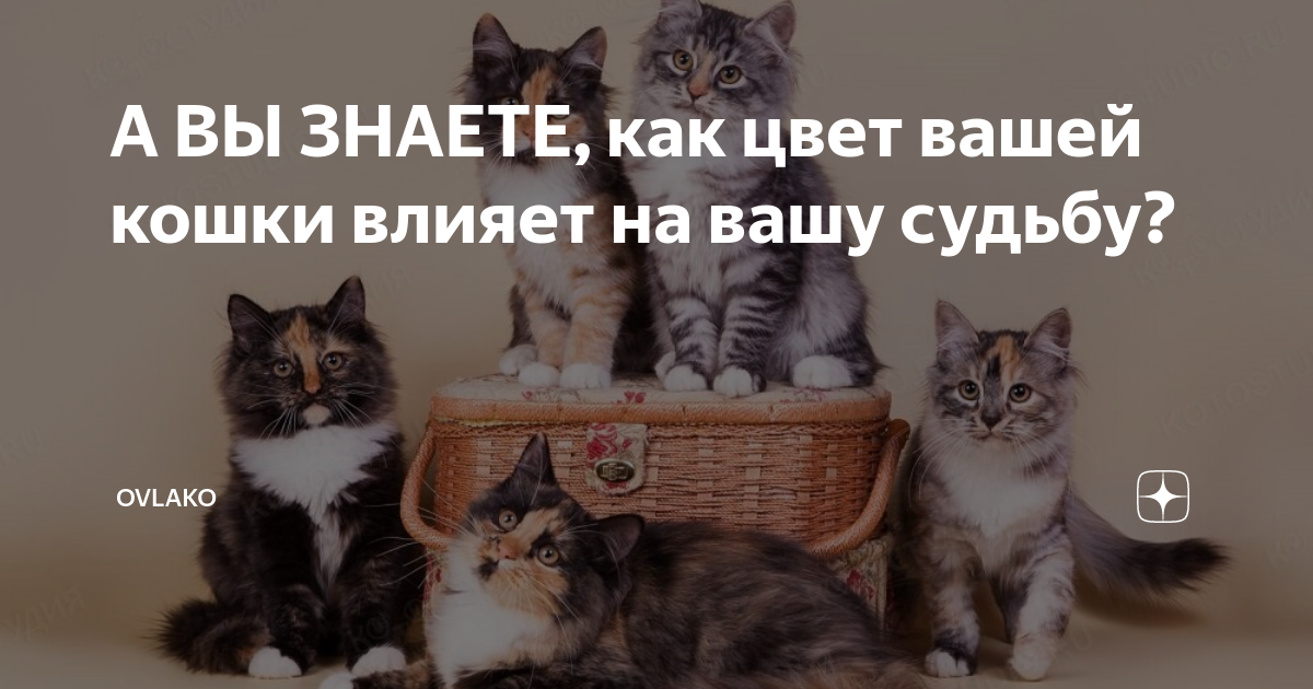 сибирские котята. как окрас кошки влияет на кошку. адаптация бенгальской кошки. кошка. как окрас кошки влияет на судьбу хозяина.