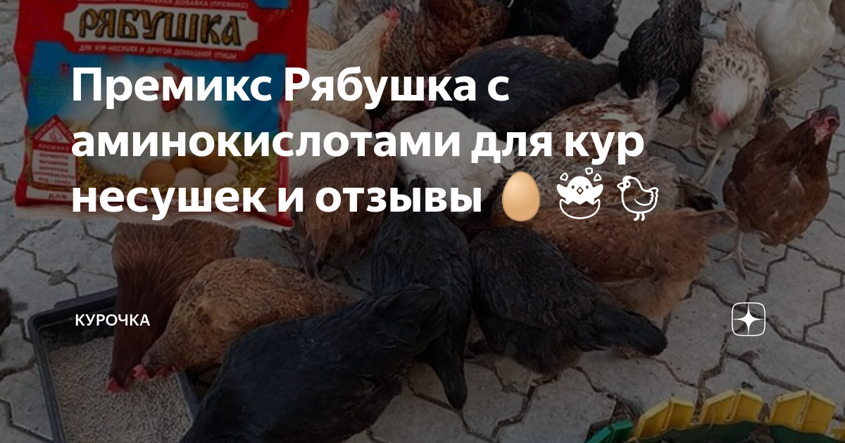 Премикс Рябушка с аминокислотами для кур несушек и отзывы 🥚🐣🐔 | Курочка ...