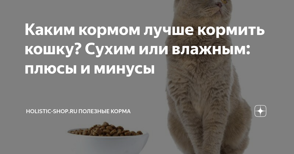 Каким кормом лучше кормить кошку? Сухим или влажным: плюсы и минусы ...