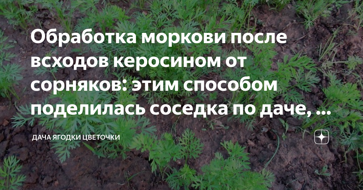 Полить морковь керосином от сорняков пропорции. Обработка моркови. Дачные секреты от Виктории Радзевской. Механическая обработка моркови. Чем удобрять морковь для роста корнеплода.