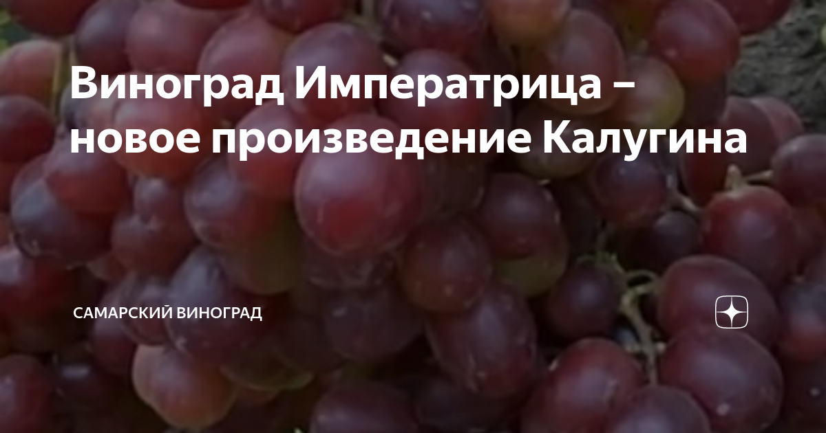 Виноград императрица описание сорта фото отзывы видео Фитостудия-63.ру