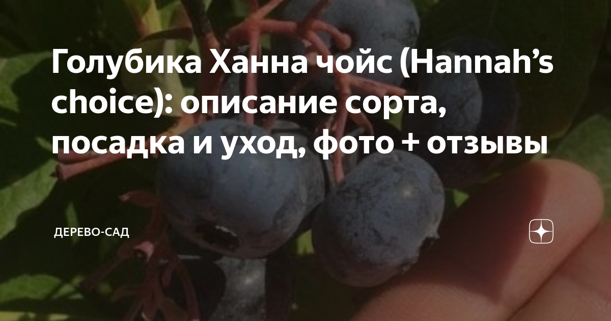 Голубика ханна чойс отзывы. Голубика Ханна Чойс. Голубика Ханна Чойс описание сорта отзывы. Блюголд голубика описание сорта отзывы. Голубика Ханна Чойс описание и характеристика фото взрослых кустов.