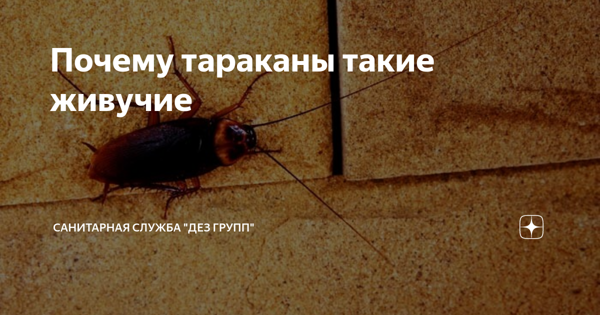 Почему тараканы стали белыми Почему тараканы стали белыми