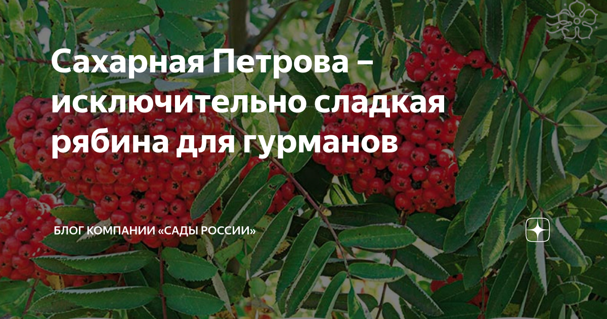 Сахарная Петрова – исключительно сладкая рябина для гурманов | НПО ...