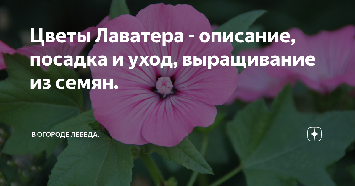 Лаватера однолетняя: посадка и уход