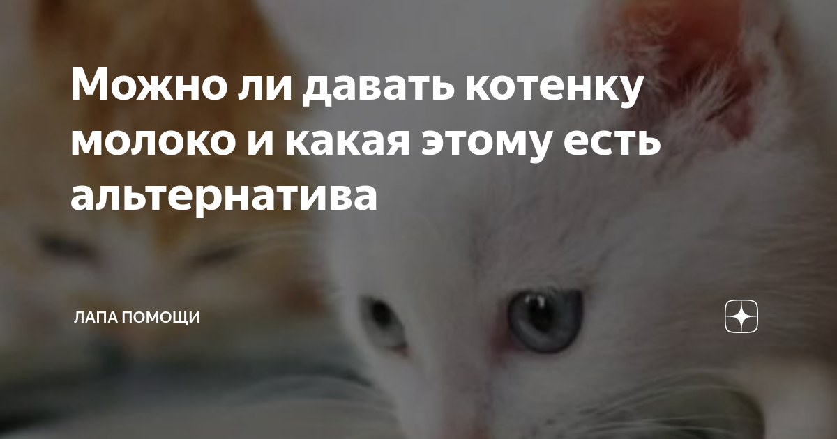 Можно ли котятам молоко в 1 месяц. Белые голубоглазые кошки глухие. Почему белые голубоглазые кошки глухие. Прикинулся спящим. Почему белые кошки с голубыми глазами глухие.