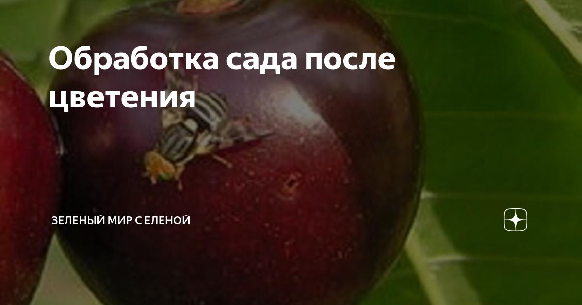 Обработка сада после цветения | ЗЕЛЕНЫЙ МИР С ЕЛЕНОЙ | Дзен