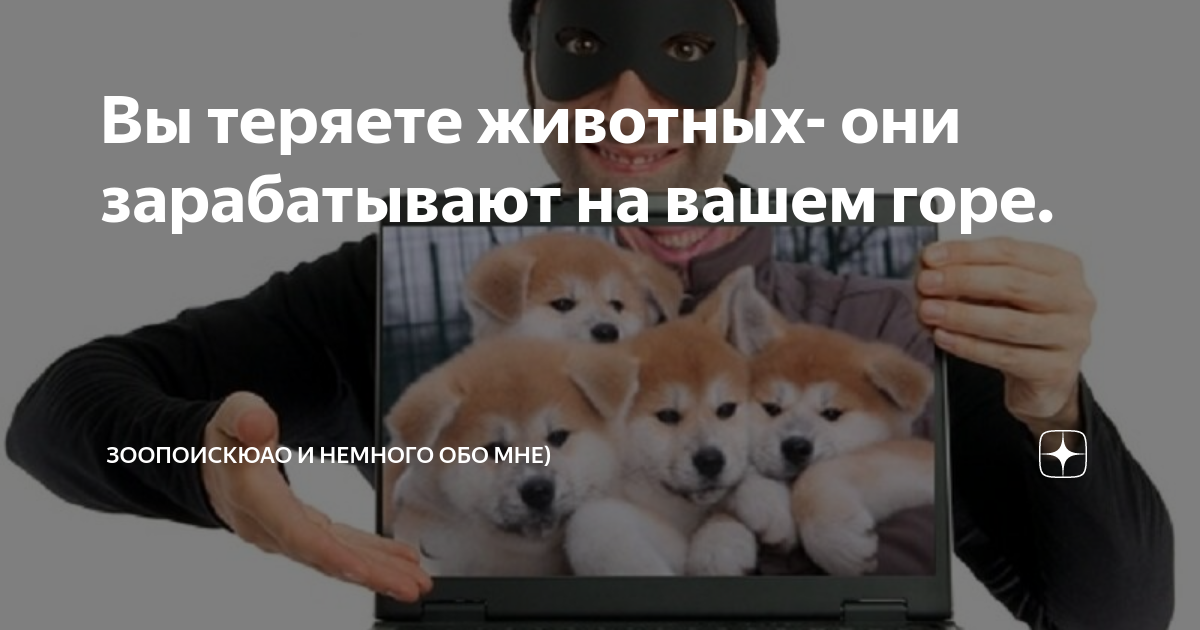 Потерянные животные могилев Потерянные животные могилев