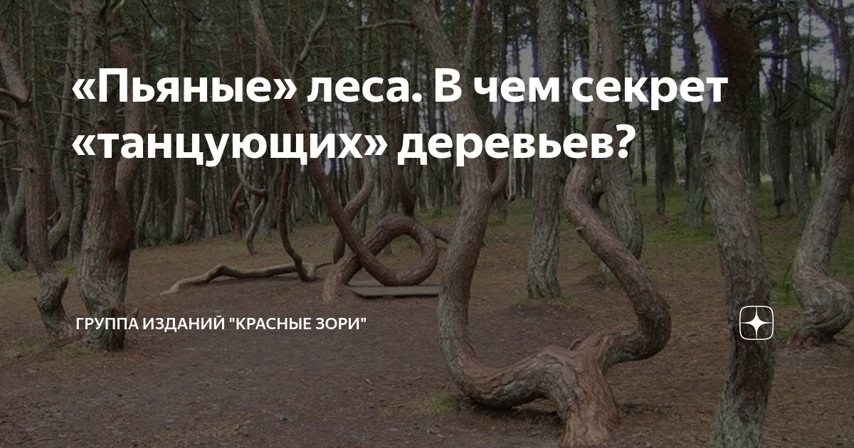 В Иркутской области пьяный водитель сбил женщину, скрылся и спрятал авто в лесу