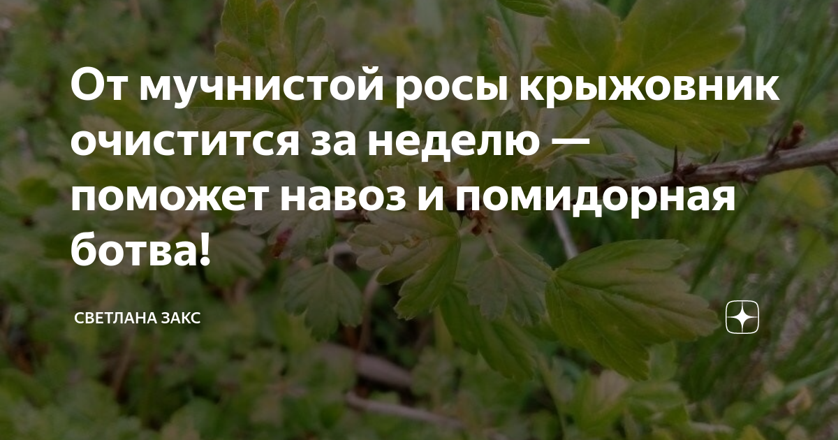 От мучнистой росы на крыжовнике. Крыжовник от мучнистой росы обработать в июне. Крыжовник болеет мучнистой росой что делать. Мучнистая роса на крыжовнике. Крыжовник заболел мучнистая роса.