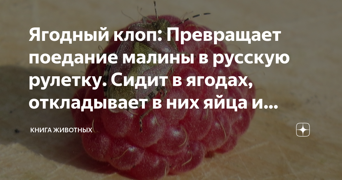 Ягодный клоп: Превращает поедание малины в русскую рулетку. Сидит в ...