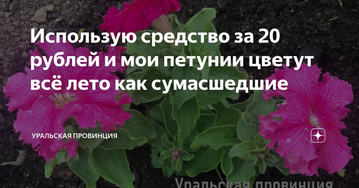 Использую средство за 20 рублей и мои петунии цветут всё лето как ...