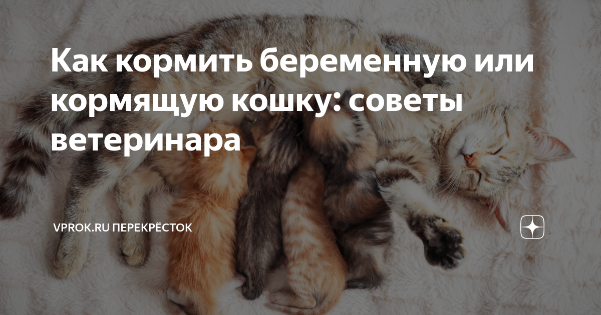 Как кормить беременную или кормящую кошку: советы ветеринара | Vprok.ru  Перекрёсток | Дзен