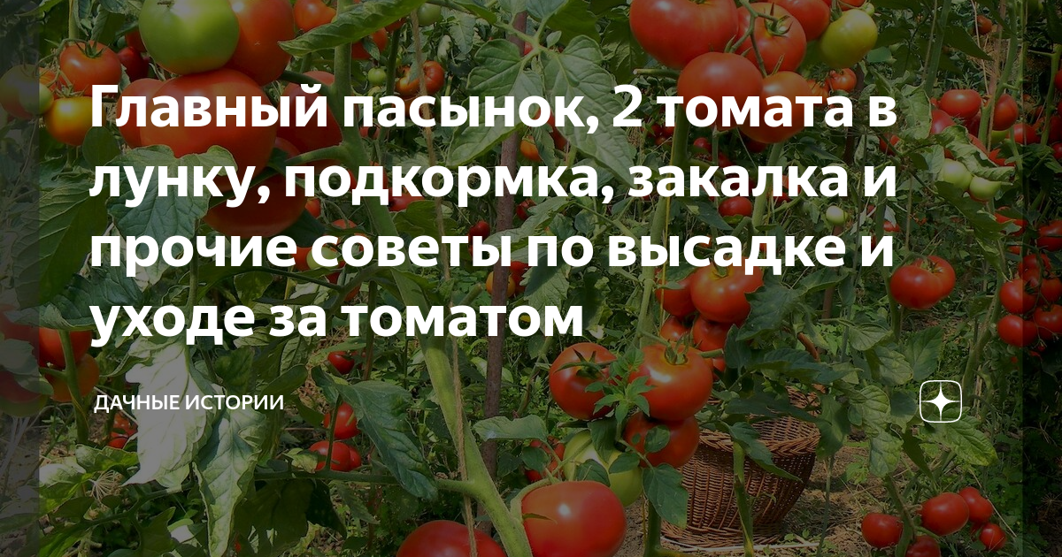 Посадка помидор по 2 штуки в лунку. Помидоры по 2 шт в лунку отзывы.