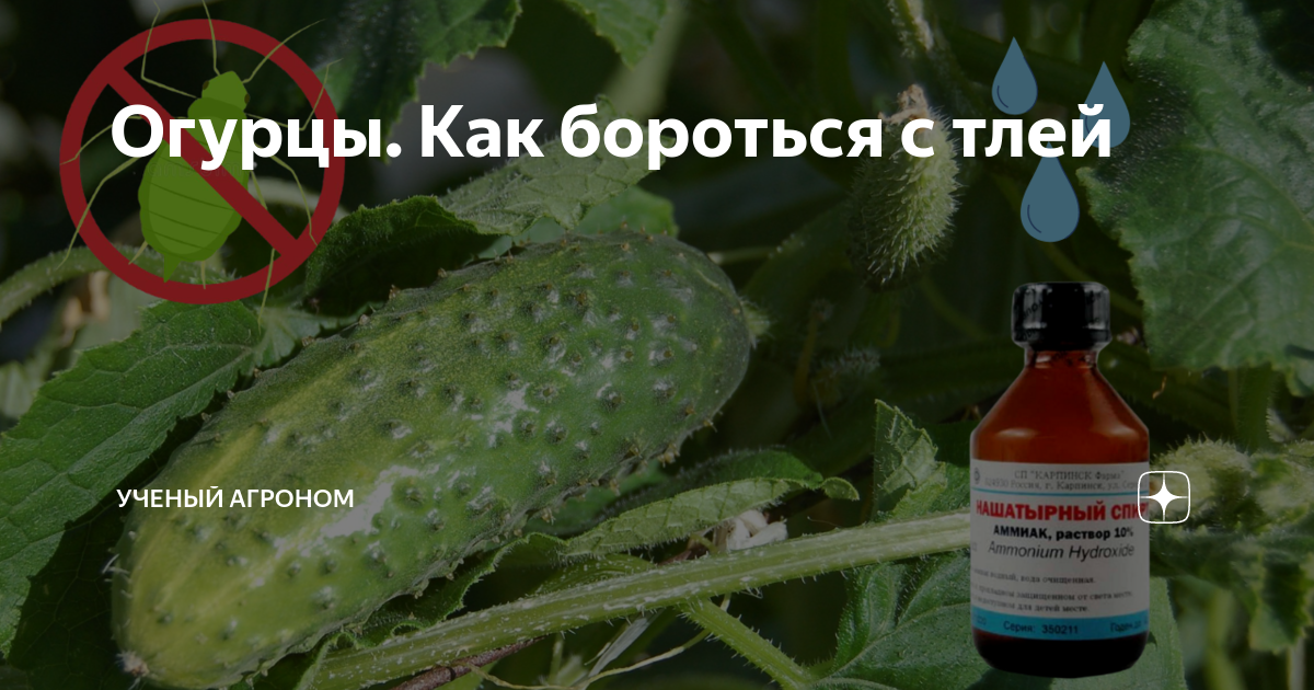 Тля на огурцах снизу листьев чем обработать. С днем горькой огурца. Огурцы горчат причина. Огурцы закручиваются. Огурцы горчат причина и что делать