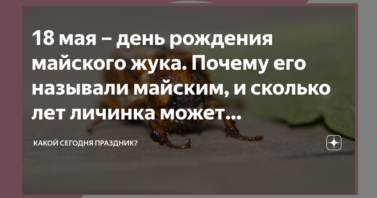 День рождения майского жука картинки 18 мая приколы