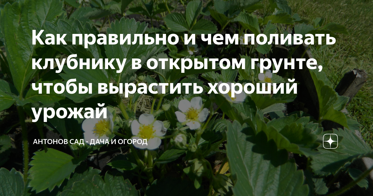 как правильно выращивать клубнику в домашних условиях