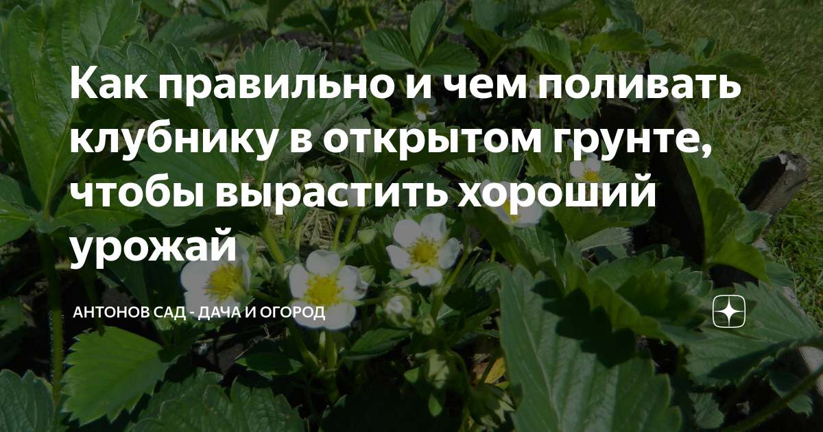 Полив клубники в жаркую погоду. Когда лучше утром или вечером поливать клубнику?.