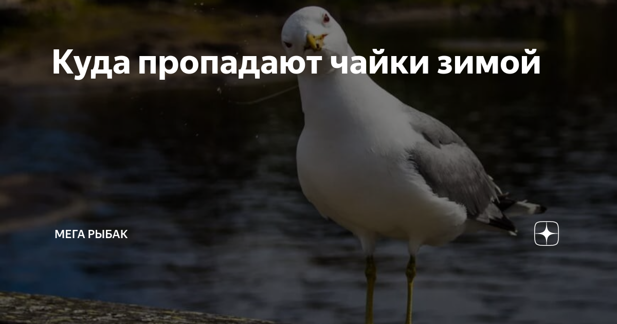 Озерная чайка зимой. Куда улетают чайки зимой. Куда деваются чайки зимой. Куда деваются чайки зимой. Чайки зимой.