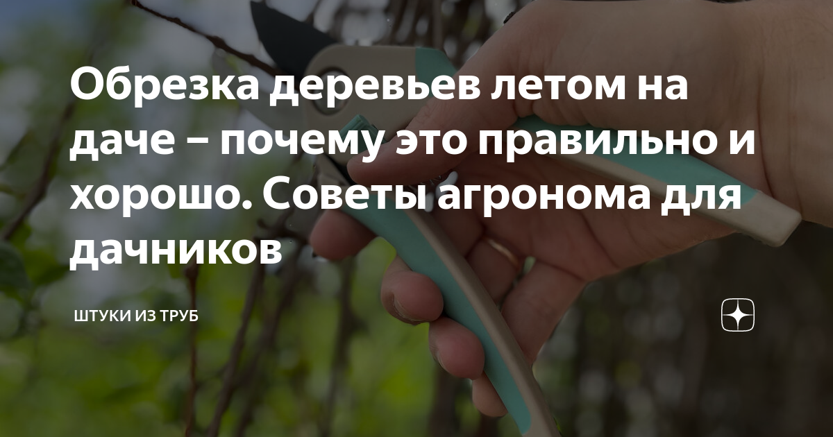 Обрезка деревьев летом на даче – почему это правильно и хорошо. Советы ...