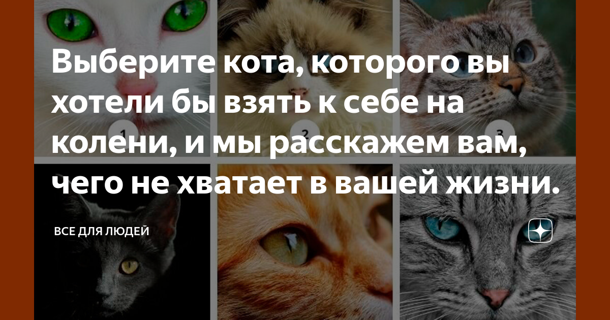 тест выберите кошку. какова кота вы бы выбрали. выбрать котенка. выберите котика. тест выбери кота.