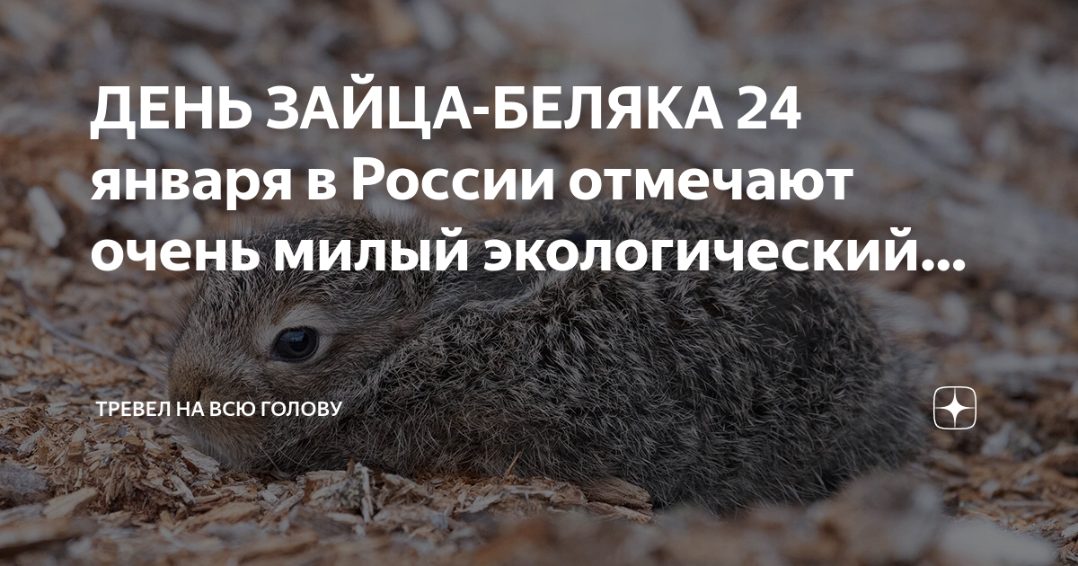 ДЕНЬ ЗАЙЦА-БЕЛЯКА 24 января в России отмечают очень милый экологический ...