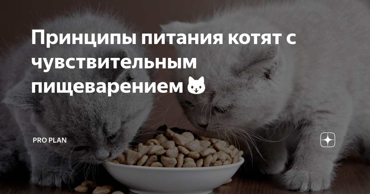 Зловонный стул у котенка