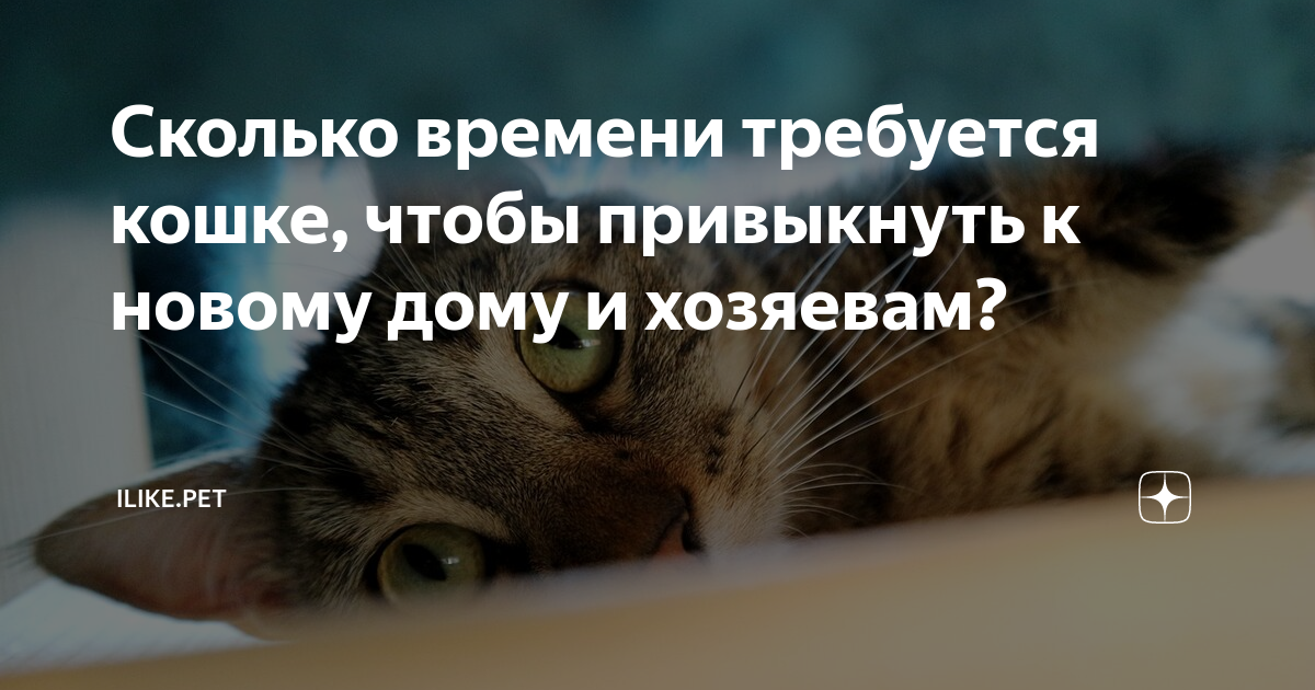 Сколько времени требуется кошке, чтобы привыкнуть к новому дому и хозяевам?  | ZOO CHANNEL | Дзен