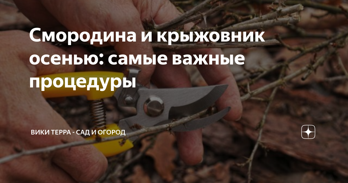 Зачем садовод осенью при первых ночных огэ