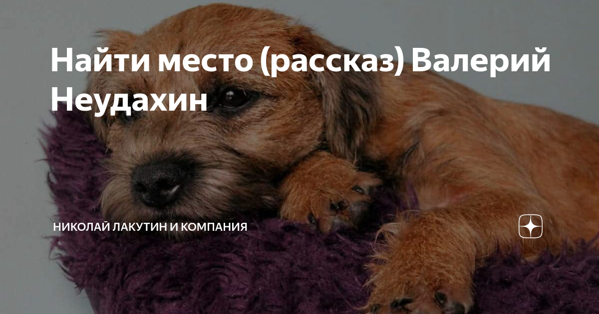 Не было печали на дзен 265. Найти виноватого: рассказы
