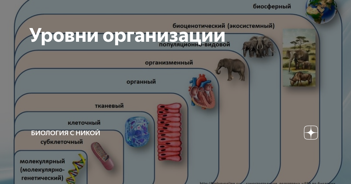 Тест по биологии популяционно видовой уровень