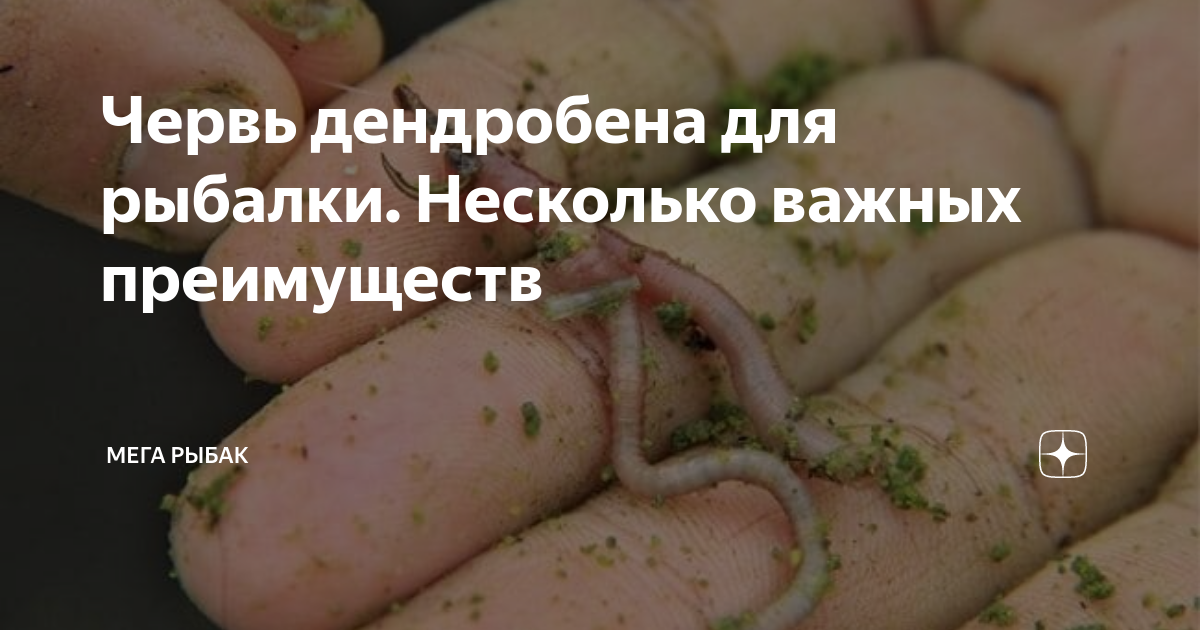 Червь дендробена для рыбалки. Несколько важных преимуществ | Мега Рыбак ...