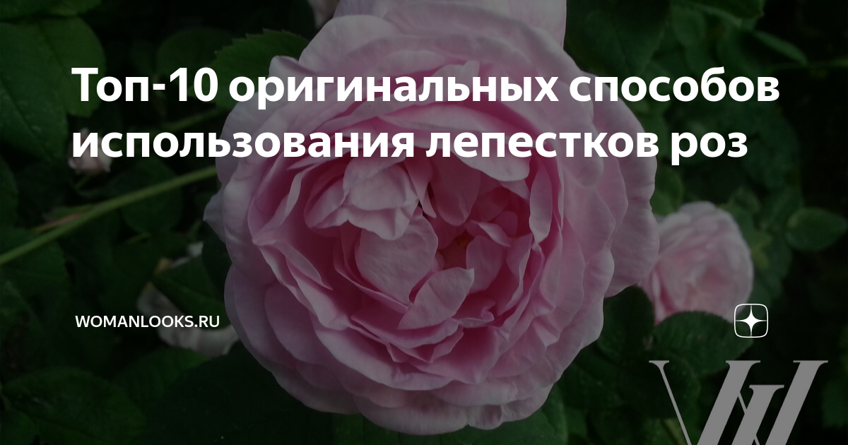 Топ-10 оригинальных способов использования лепестков роз | WOMANLOOKS ...