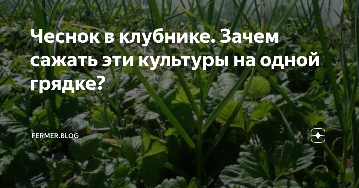 Чеснок в клубнике. Зачем сажать эти культуры на одной грядке?