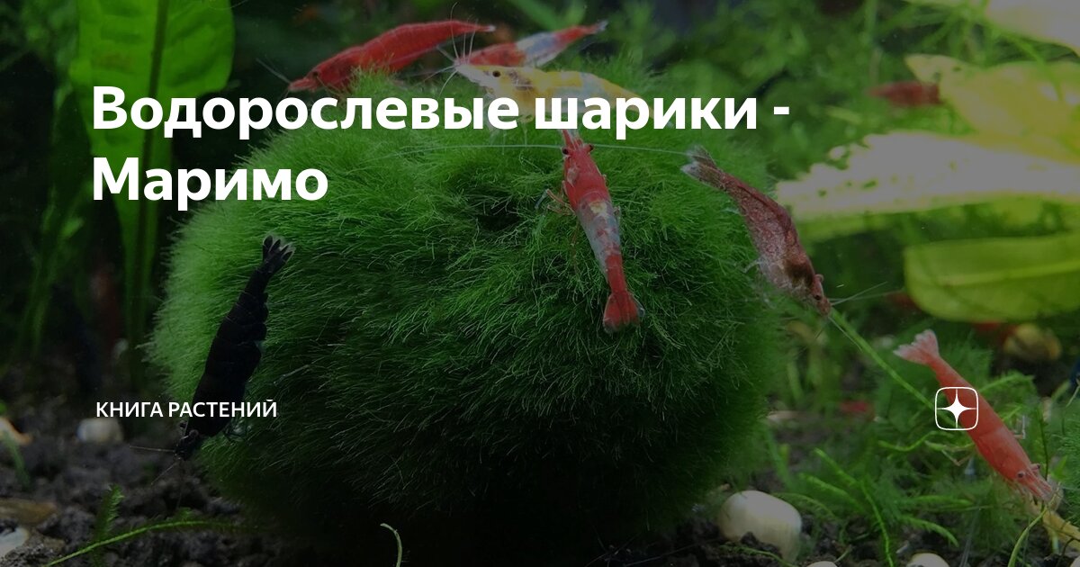 Водорослевые шарики - Маримо | Книга растений | Дзен