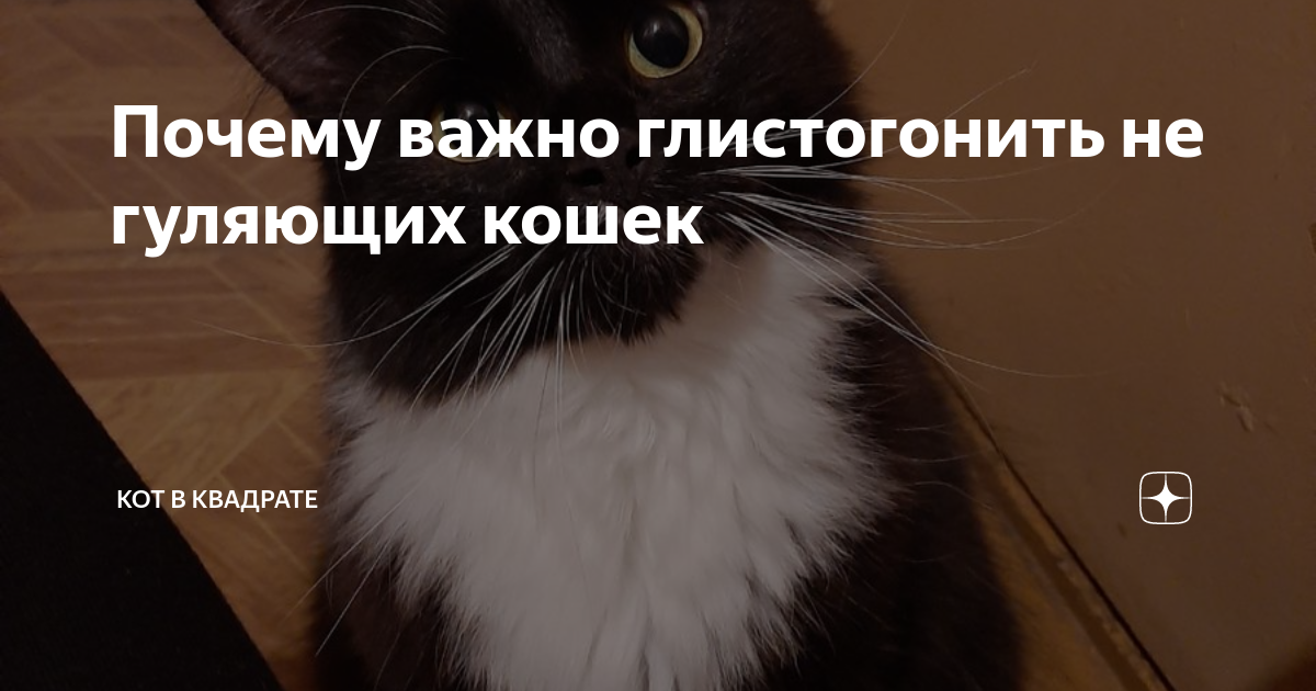 Почему кошка не гуляет. Коты на конференции