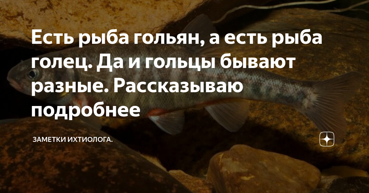 Есть рыба гольян, а есть рыба голец. Да и гольцы бывают разные ...