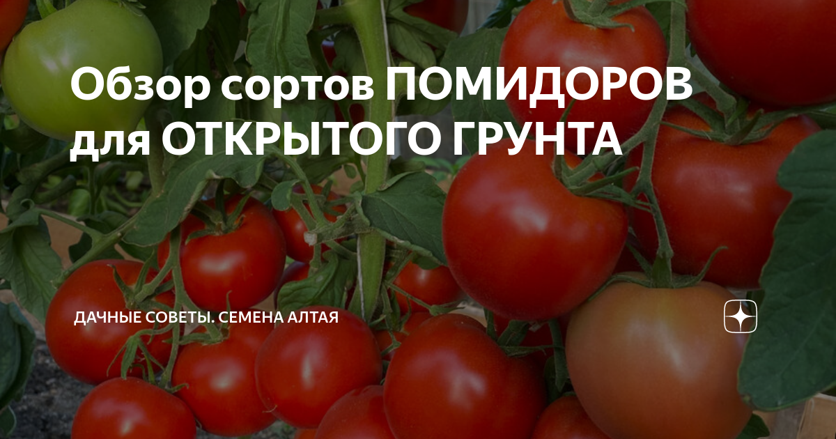 Обзор сортов ПОМИДОРОВ для ОТКРЫТОГО ГРУНТА | Семена Алтая. Дачные ...