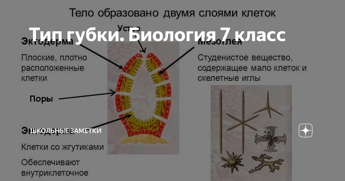 Какое простейшее образует колонии. Какое простейшее образует колонии